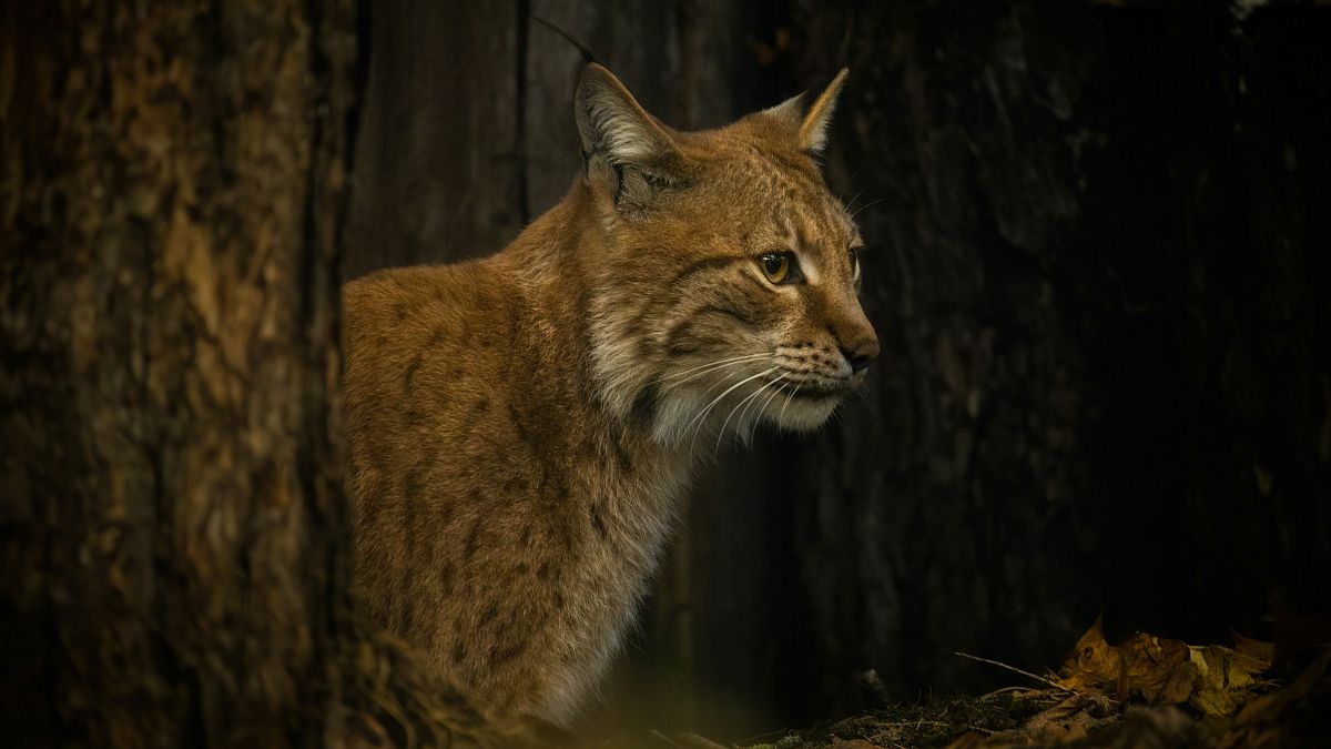 Lice ibérico já não está em vias de extinção. Esta é a “maior recuperação de uma espécie felina jamais conseguida"