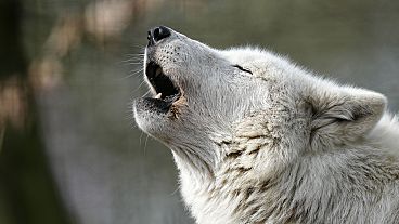 Un lupo bianco artico ulula al sole nello zoo di Duisburg, Germania