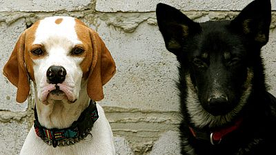 Centenas de manifestantes saem à rua no México pelos direitos dos animais