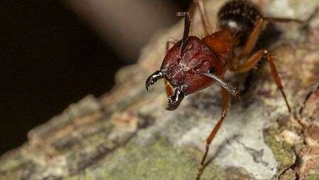 Brown Florida carpenter ants are now known to be miniature surgeons