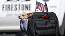 كلب داخل حقيبة مزينة بالأعلام الأمريكية على ظهر دراجة نارية يوم الاحتفال بعيد الاستقلال  يوم 4 يوليو 2021