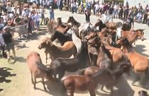 مهرجان الأحصنة في إسبانيا