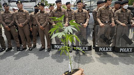 WATCH: Bangkok's green march, protesting the potential cannabis ban