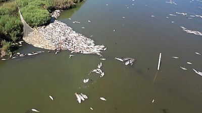 Moria di pesci a Orbetello