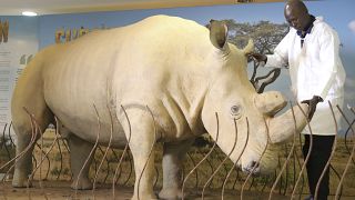 World Rhino Day: Africa still needs to step up efforts to preserve the species