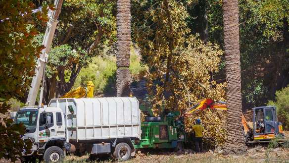 Infected trees are cut down in Kings Park. 