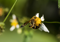 Ученые из Лондонского университета королевы Марии дали пчелам мяч и научили их заталкивать его в цель