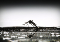 Инвазивные виды кровососов распространяют лихорадку денге
