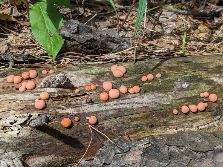 В рязанских лесах заметили смертельно опасное грибовидное существо
