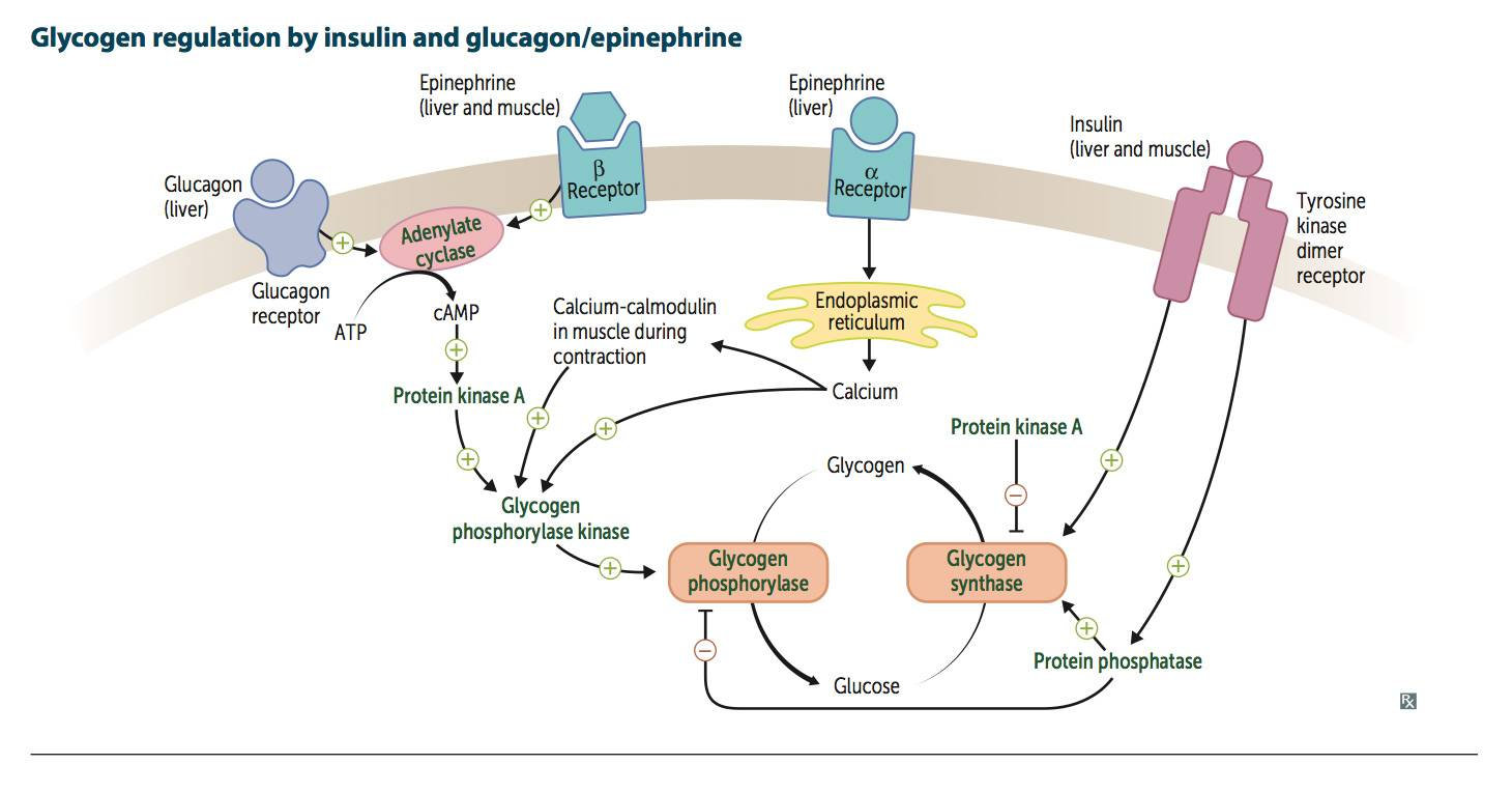 Инсулин и глюкагон функции. Гликоген-синтаза-киназа. Glycogen Breakdown Reactions. Epinephrine metabolism. Glycogen Storage disease Type 3.