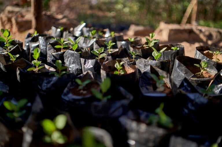 Seedlings at a carbon offset partnership in Zimbabwe.