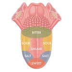 The taste bud diagram, used in many textbooks over the years, originated in a 1901 study but was actually showing the sensitivity of different areas of the tongue.