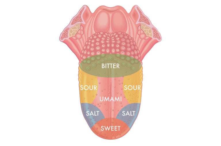 The taste bud diagram, used in many textbooks over the years, originated in a 1901 study but was actually showing the sensitivity of different areas of the tongue.
