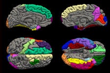 The thinning of the cortex is seen by scientists as the brain rewiring itself as it matures.