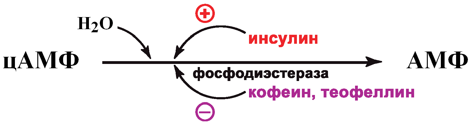 Инсулин волосы. Фосфодиэстераза 4 функции. Фосфодиэстераза регуляция активности. Фосфодиэстераза реакция регуляция. Фосфодиэстераза катализирует реакцию.