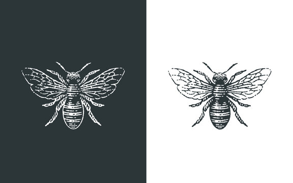 Honey bee logo. Hand drawn engraving style illustrations.