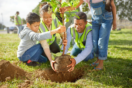 Family volunteers planting tree in sunny park