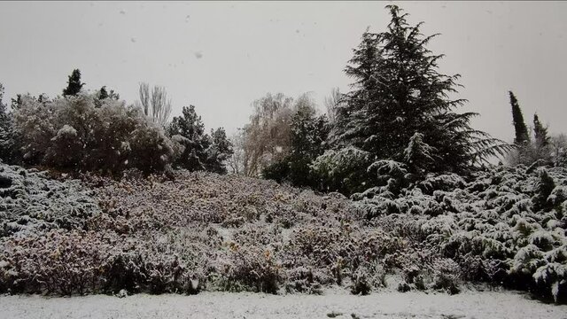  Llegada del invierno con nevada sobre árboles y arbustos