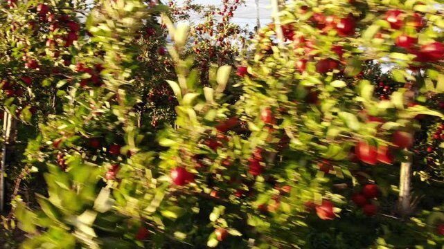 Flying in apple orchard, France. Ripe red apples ready to pick at harvest time. Cultivar Braeburn.
