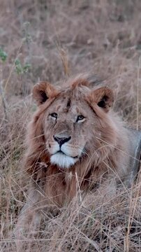 Lion rests in grass, Kenya National Park