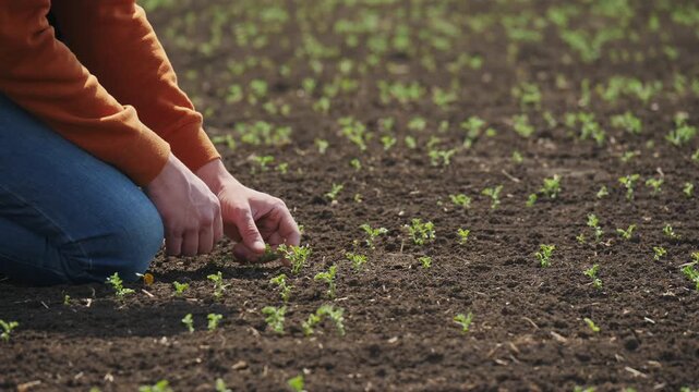 Close-up hand, farmer or agronomist touches sprouted sprouts of chickpea in an agricultural field, checks the soil