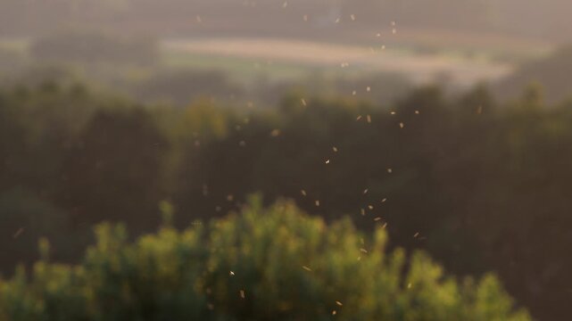 mosquitoes in the evening light 4k 25fps video