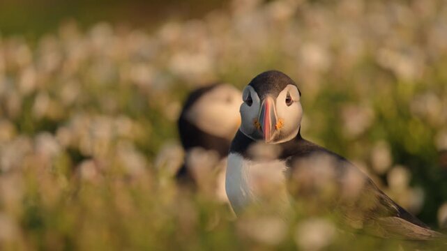 Low Angle UK Birds Close Up of Puffin in Golden Light, Atlantic Puffin Close Up with Grass and Flowers on the Ground on Skomer Island in Beautiful Sunset Golden Hour Warm Sunlight, UK Birds