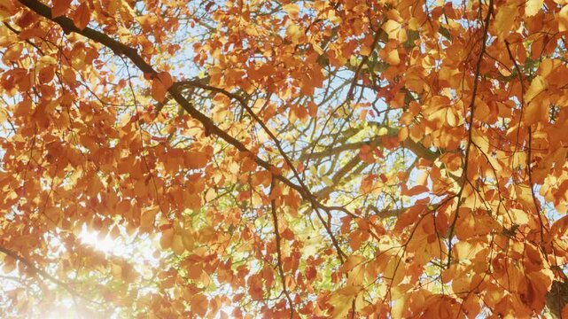 Handheld close up shot of sun shining and flaring through branches and leaves of tree in autumn or fall forest - shot in slow motion