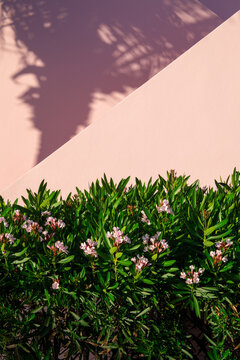 Abstract Pink Building with Flowers and Shadow of Palm Tree