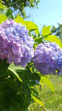 Hydrangeas swaying little by little in the early morning breeze. Multi-colored hydrangea in the garden.