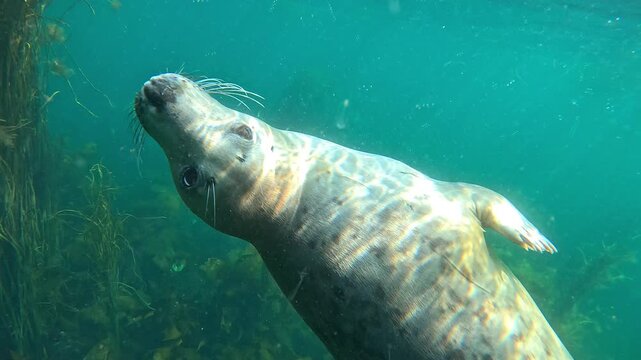 Underwater close-up of a young grey seal (Halichoerus grypus) turning around and coming to kiss the camera. Filmed in the Atlantic Ocean, Brittany, France. Check my gallery for grey seal footage.