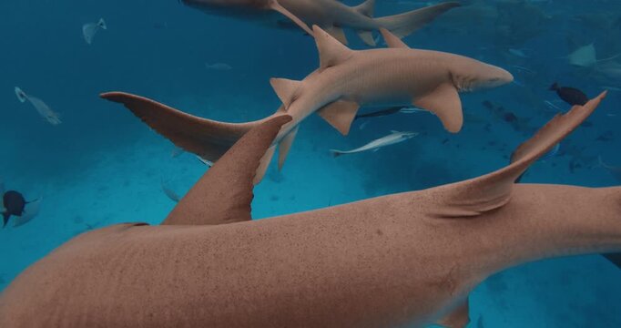 Close up view of sharks with fishes underwater in tropical blue sea. Slow motion