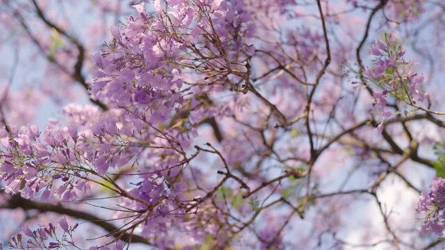 Gorgeous jacaranda tree viewed from below, showcasing vibrant purple blossoms in full spring bloom, evoking beauty and serenity.