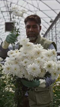 Vertical shot of mature male greenhouse worker in gloves holding bunch of white chrysanthemums and harvesting flowers