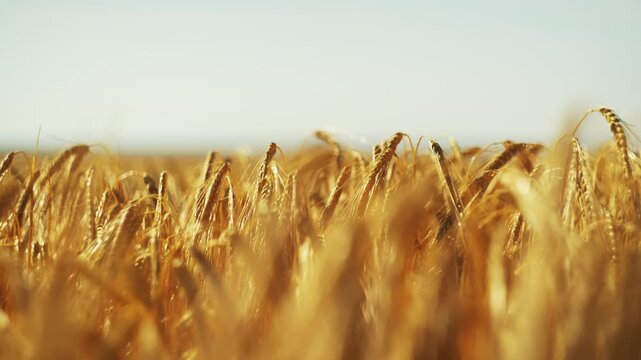 Gentle Wind Over Golden Wheat Field On A Sunny Day