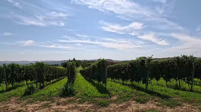 Scenic Vineyard in Piedmont, Italy