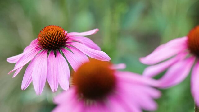 Purple Coneflower in Cardiff Park