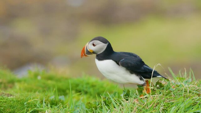 Isolated Puffin Bird Hops on Soft Green Grass, Soft Focus SLOMO TRACK