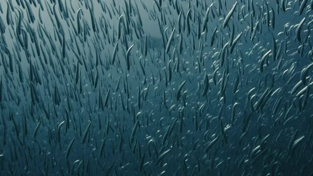 Underwater, Fish, Australia, Ocean