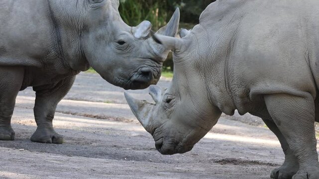 close up on two rhinos in the zoo