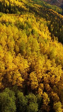 Vertical Drone Shot of Forest Foliage Colors in Autumn Season, Yellow Aspen and Green Pine Trees on Sunny Day