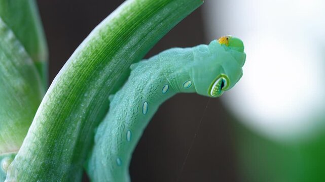 Macro footage of a worm eating the top of a tree
