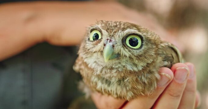 A person holds a small owl with wide, curious eyes.