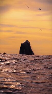 A majestic whale swims gracefully in the ocean, illuminated by the warm hues of a stunning sunset.