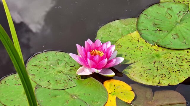 Pink lotus flower floating on a pond surrounded by green lily pads