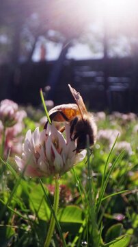 Honey Bee Harvesting Pollen From Alsike Clover In Sunlight