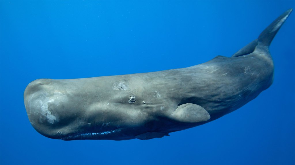 Machine learning aids in discovery of sperm whale ‘alphabet’