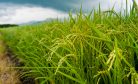 Japan’s Current Rice Shortage Foreshadows Long-Term Problems