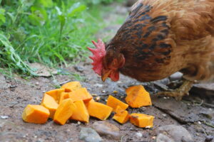 a chicken eating diced pumpkin flesh