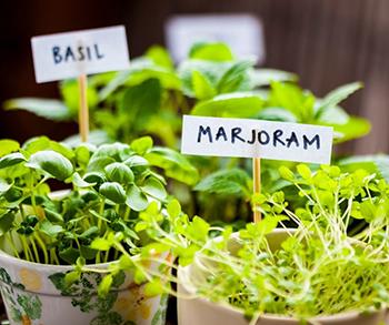 16 Medicinal Herbs You Should Grow Side by Side - Basil and Marjoram